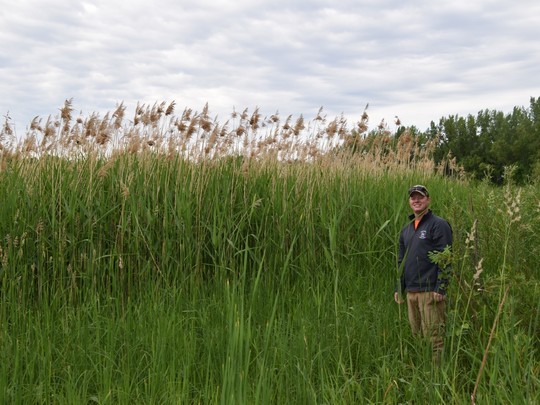 Non-native phragmites growing on the edge of a pond. A man stands next to them for height reference.