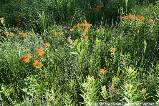 Butterfly weed in a native plant garden