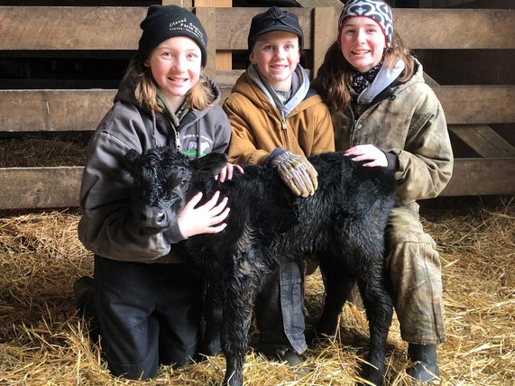 Beef calf with kids