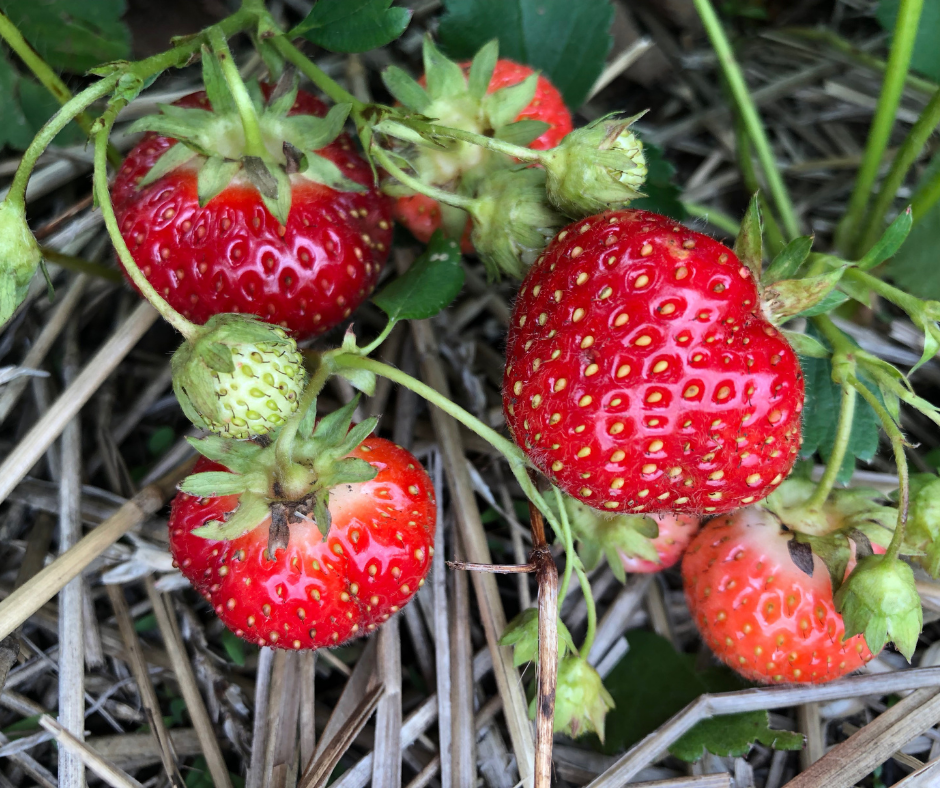 Strawberries