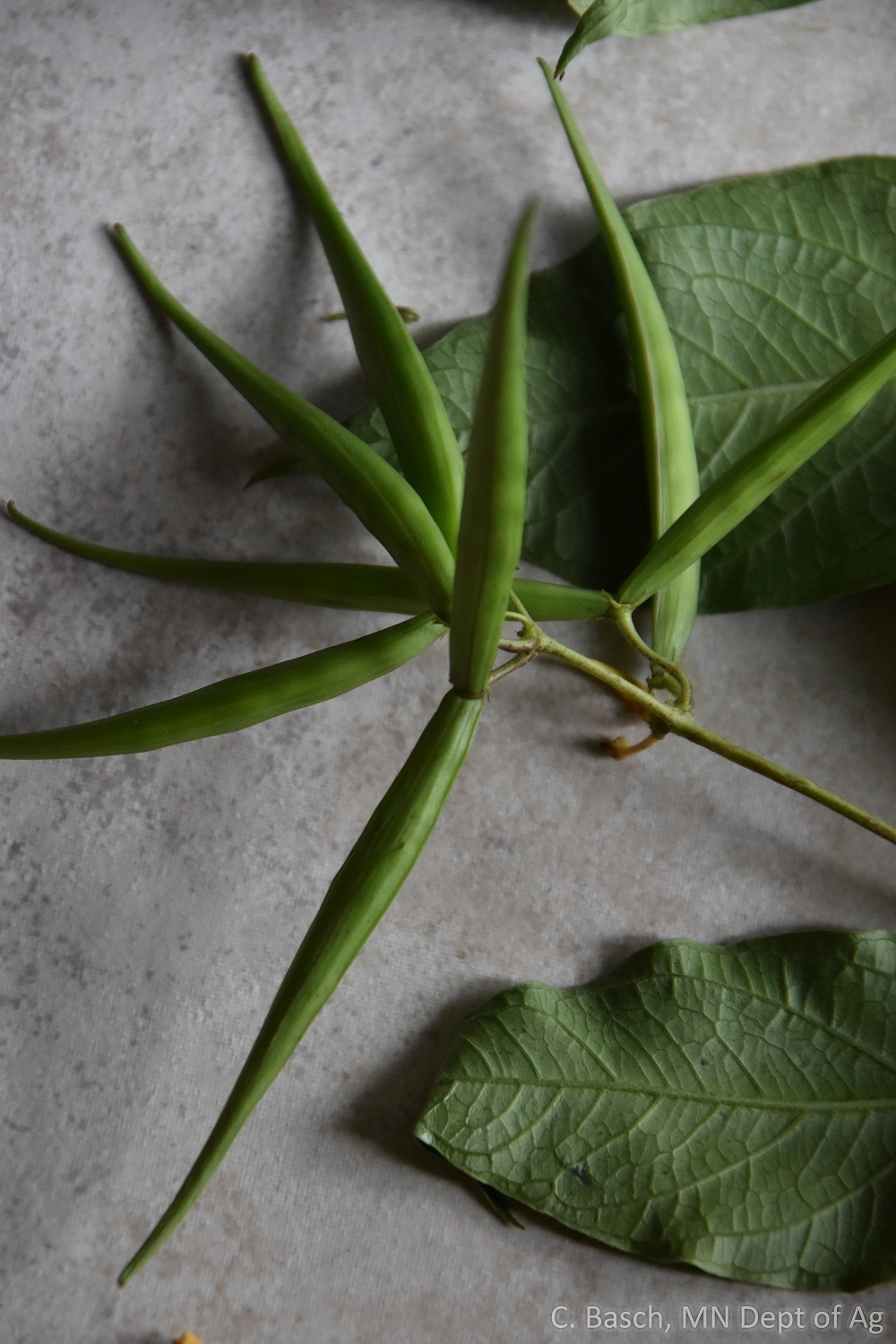 Pale swallow-wort seed pods 