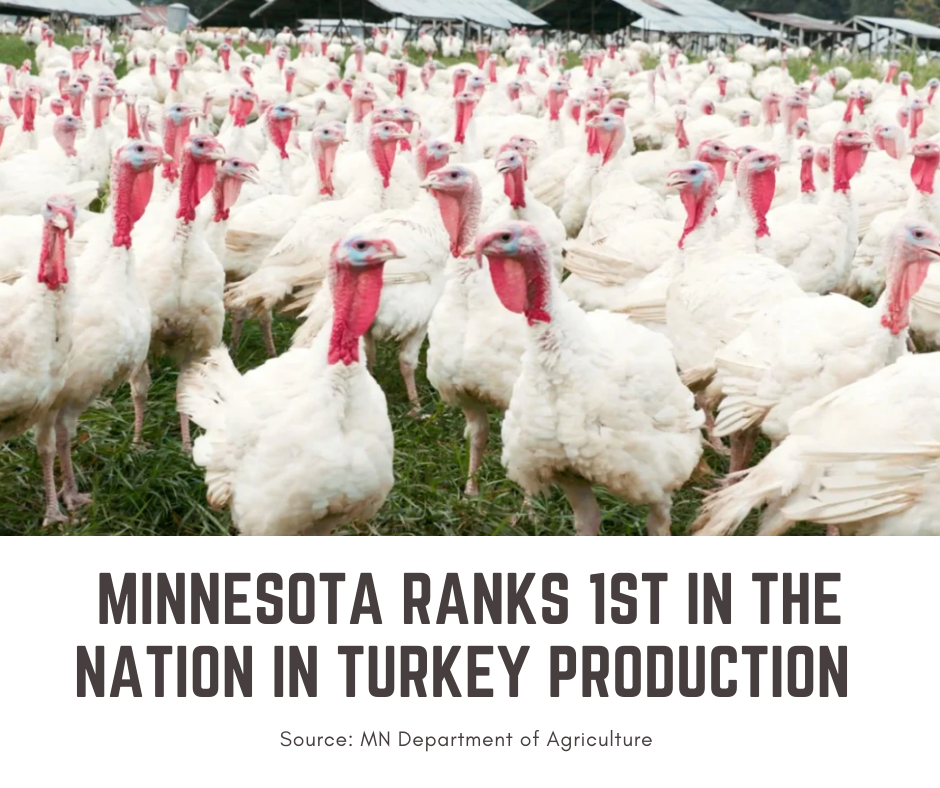 Turkeys in Minnesota