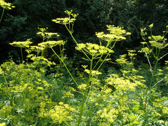 Wild parsnip infestation with a forest in the background
