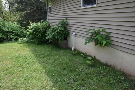 A knotweed growing into the side of a house