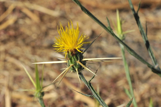 The flower of a yellow starthistle