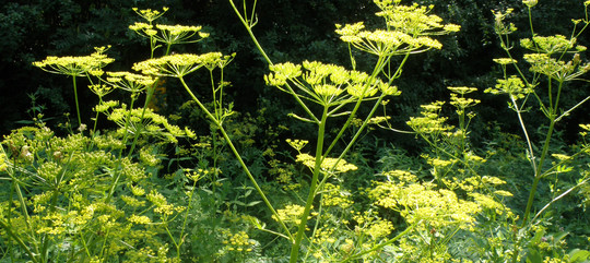 Wild parsnip plant with forest in the background