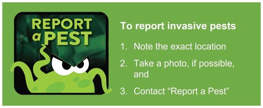 Report a Pest logo