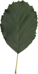 European alder leaf