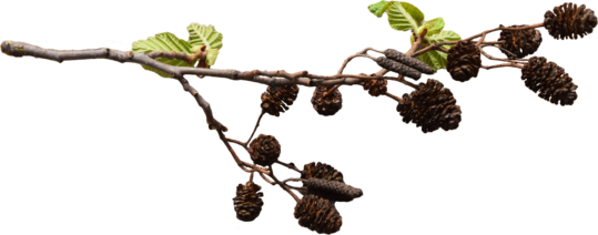 A European alder branch with both male and female catkins.