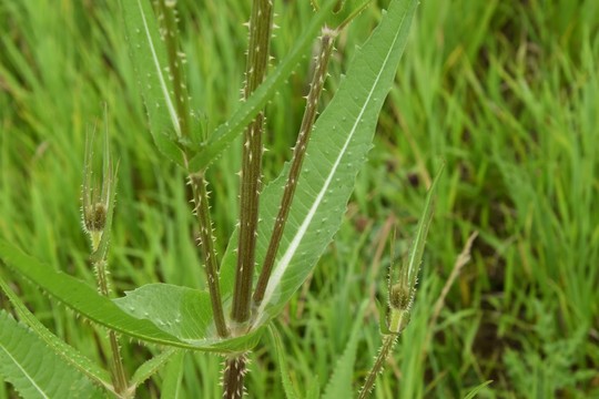 Common teasel leaves and stems