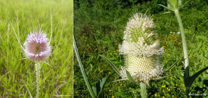 Common and cutleaf teasel flowers next to each other