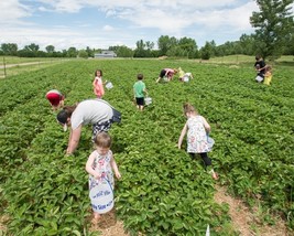 Picking Strawberries at Nowthen Farm