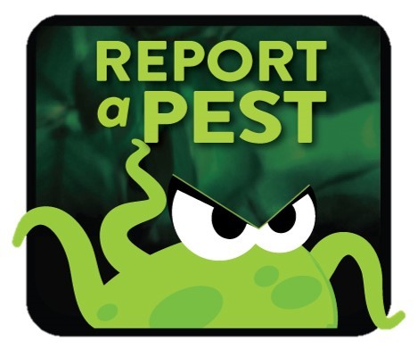 Report a Pest logo with a little green bug