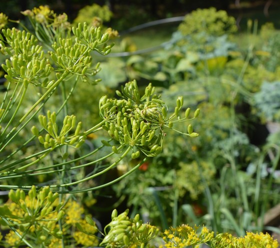 Webbing on dill floral parts made by purple carrot-seed larvae.