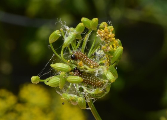 Purple carrot-seed moth larvae in their webbing on a dill plant flower.