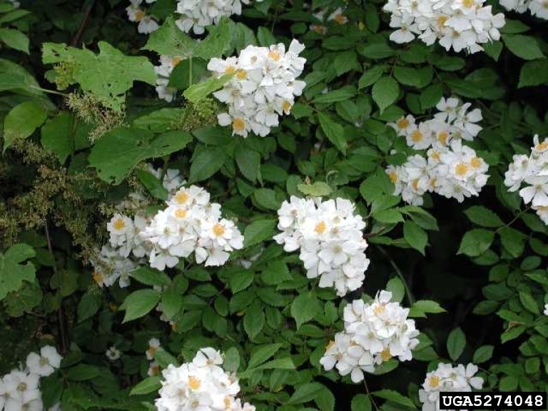Multiflora rose flowers have white to slightly pink petals. Each flower has five petals that are 1-2 inches wide. 
