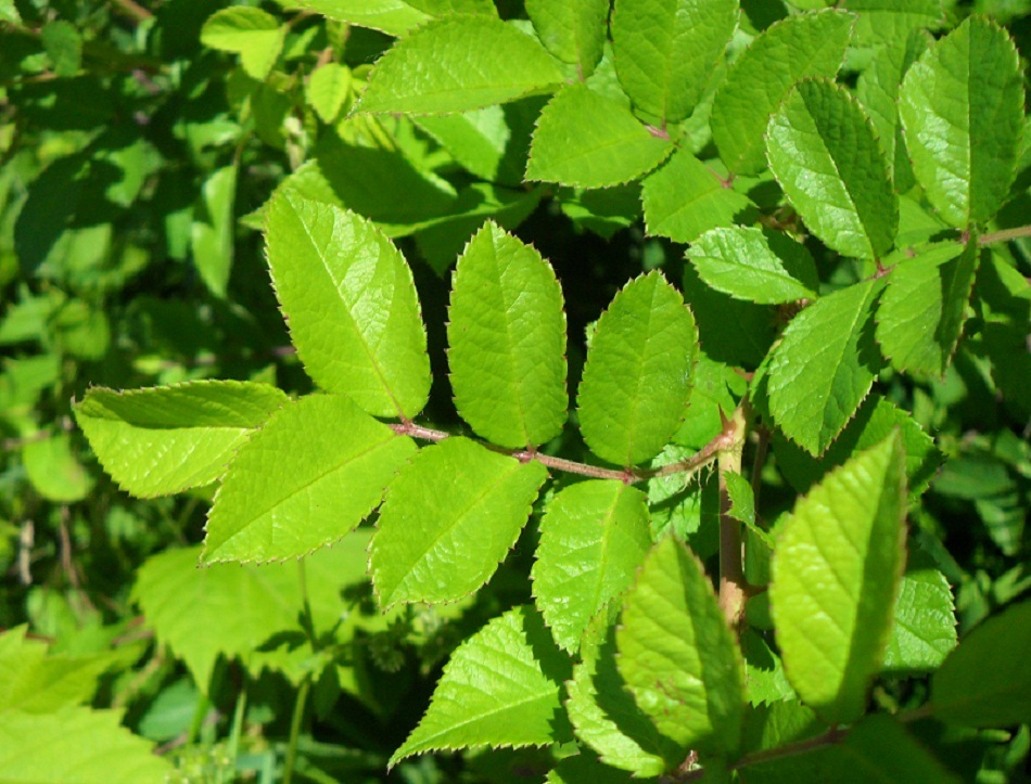 Multiflora rose has compound leaves that are made up of 5-11 leaflets with serrated edges
