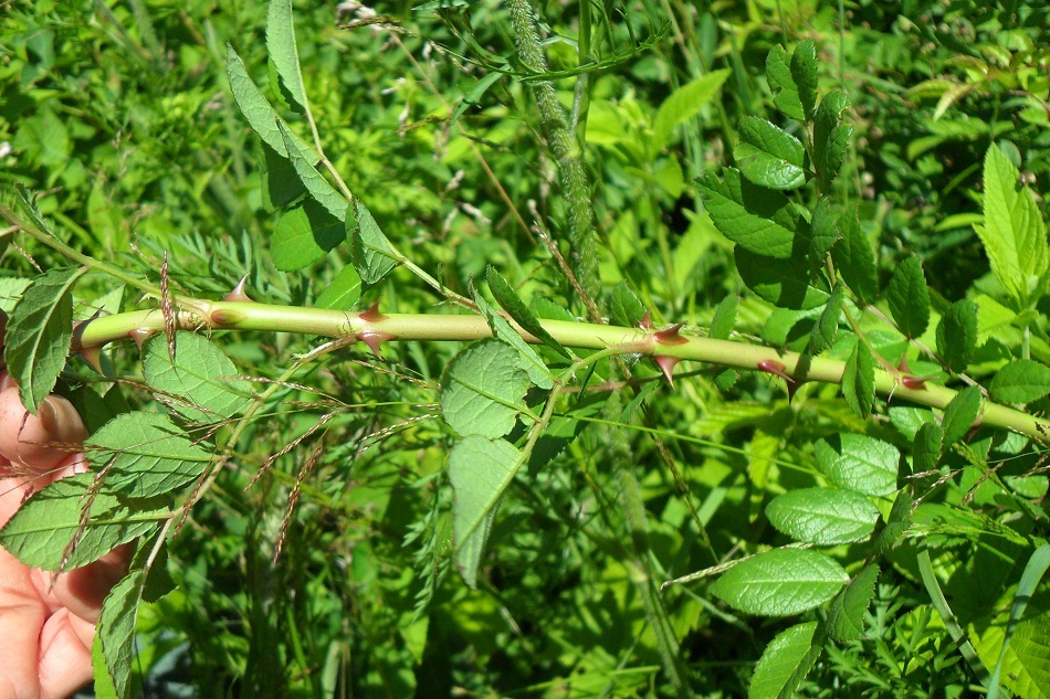 Multiflora rose stems have thick curved thorns and leaves that come off the stem one at a time.