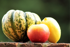 Squash and Apple