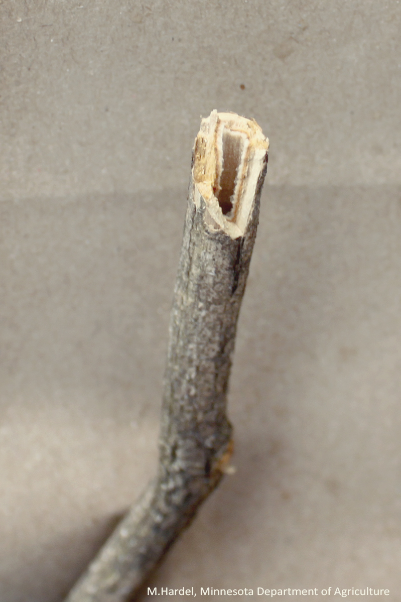 Twig of a honeysuckle