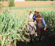 A group of four people walking through a cornfield