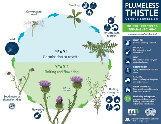 Lifecycle graphic for plumeless thistle