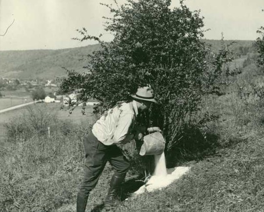 Historical photo of salt being placed on common barberry