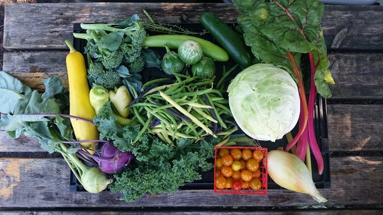 A box of CSA produce including green beans, cabbage, tomatoes, kale, swiss chard, eggplant and other vegetables.