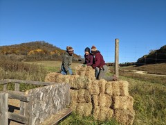 Three farm workers stacking hay bales.