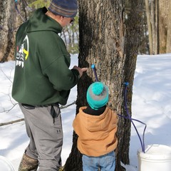 Tapping a maple tree: a father and son with blue hose and bucket to capture sap.