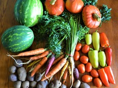 An arrangement of colorful vegetables including carrots, purple potatoes, tomatoes and squash.