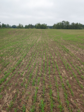 No-till drilled cover crop