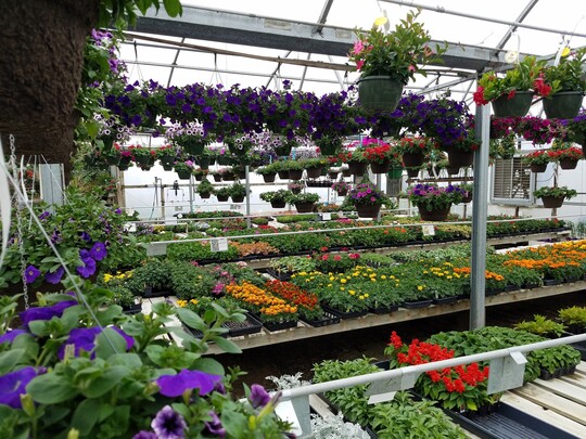 A greenhouse filled with hanging baskets of flowers and flats of ready-to-plant flowers.