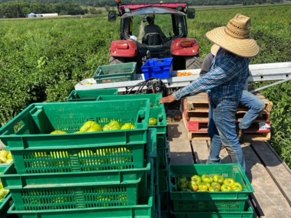 Photo of farmer with crates of bell peppers in field with tractor in background