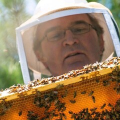 Closeup of man in beekeeping suit with bees.