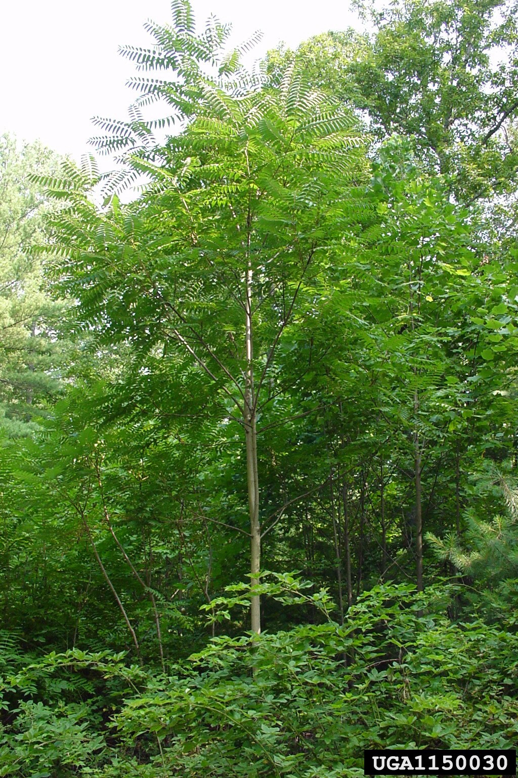 Tree of heaven, an invasive plant that outcompetes native species. 