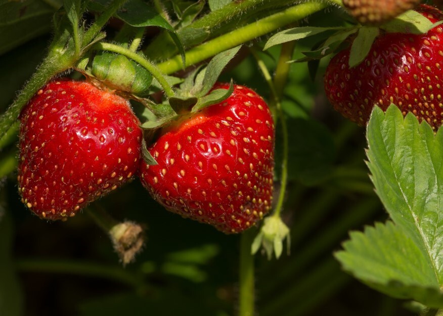 Strawberries in the field.