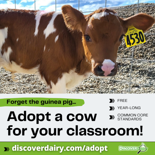 Adopt a Cow