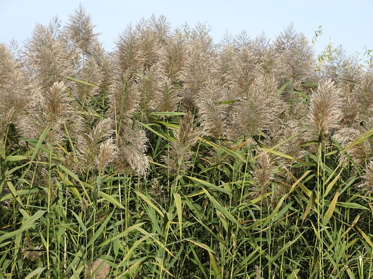 August Weed of the Month: Non-native Phragmites