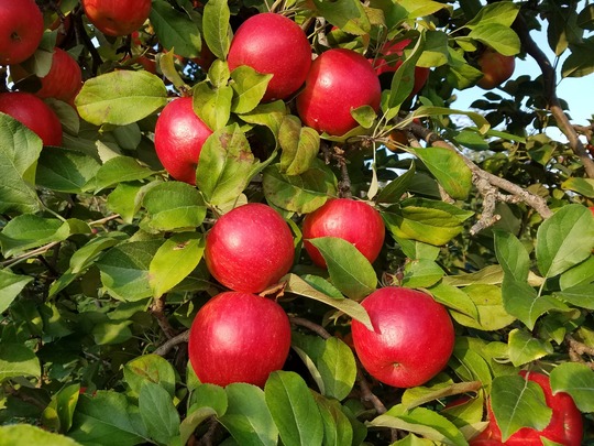 Close up on red apples in a tree. 