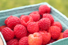 Closeup on a pint basket of fresh raspberries