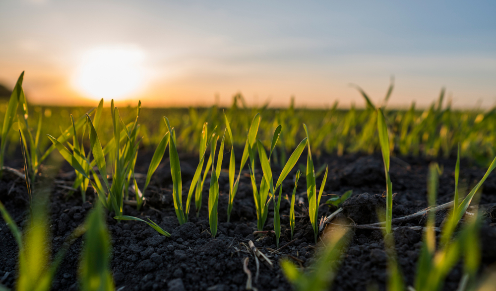 Organic cost share image - abstract photo of corn field with sunset on horizon