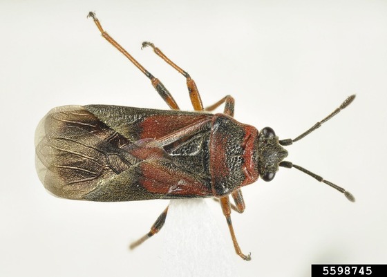 Adult elm seed bugs are about 1/3 inch long; they?re a dark rusty-red and black color.