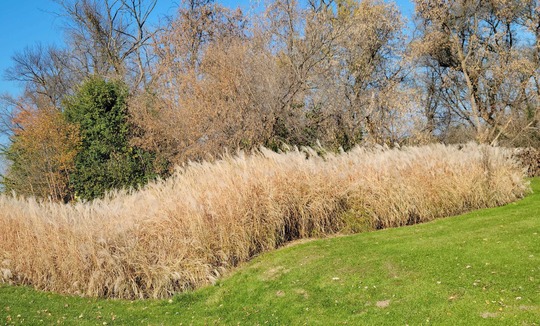 Amur silvergrass in a wooded area