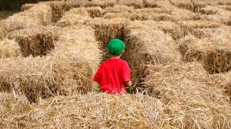 A child in a red shirt and green hat explores a labyrinth made of hay bales.