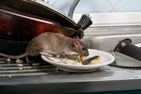 Rat on a disk at the sink