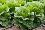 Rows of lettuce in the field