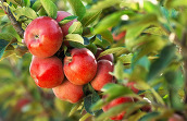 Apples on the branch