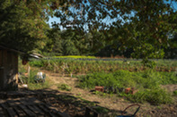 farm fields