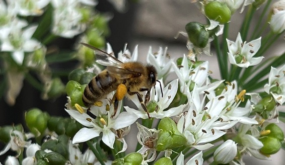 bee pollinating flower